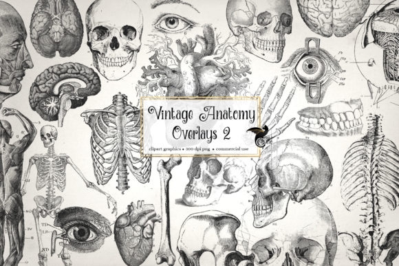Antique Anatomy Overlays Set 2 | Vintage Medical Illustrations